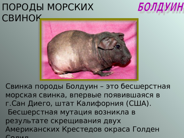 ПОРОДЫ МОРСКИХ СВИНОК Свинка породы Болдуин – это бесшерстная морская свинка, впервые появившаяся в г.Сан Диего, штат Калифорния (США) .  Бесшерстная мутация возникла в результате скрещивания двух Американских Крестедов окраса Голден Солид. 
