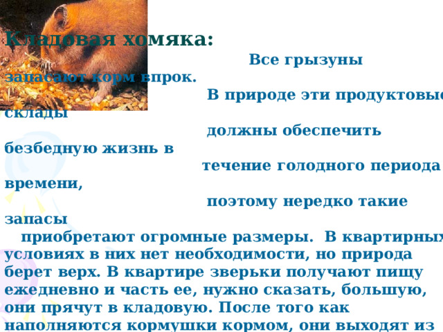  Кладовая хомяка:  Все грызуны запасают корм впрок.  В природе эти продуктовые склады  должны обеспечить безбедную жизнь в  течение голодного периода времени,  поэтому нередко такие запасы приобретают огромные размеры. В квартирных условиях в них нет необходимости, но природа берет верх. В квартире зверьки получают пищу ежедневно и часть ее, нужно сказать, большую, они прячут в кладовую. После того как наполняются кормушки кормом, они выходят из убежища. Не прикоснувшись ни к чему, начинают попрошайничать. Получая за свой труд корм — спешат спрятать его в своей заветной куче и моментально возвращаются обратно, чтобы выпросить очередной лакомый кусочек. Кладовая для хомяка имеет большое значение. Он то и дело все перекладывает с места на место, покрывает кладовую все новыми слоями бумаги и опилок. 