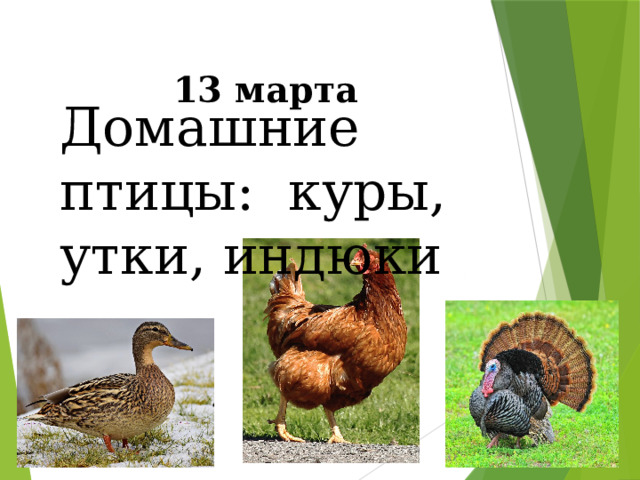 13 марта Домашние птицы: куры, утки, индюки - А теперь, запишем сегодняшнее число и тему урока «Домашние птицы: куры, утки, индюки».  