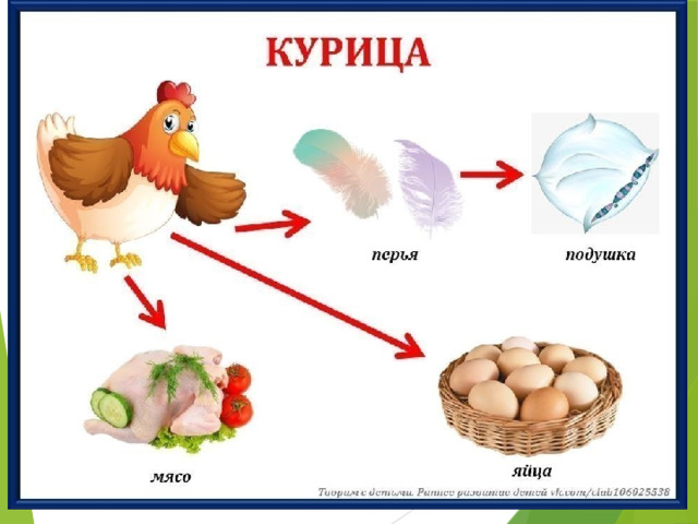 Куриные яйца и мясо человек употребляет в пищу, а пух и перо люди используют при пошиве пуховых курток, пальто и для наполнения подушек . Задание : зарисуйте схему в тетради.  