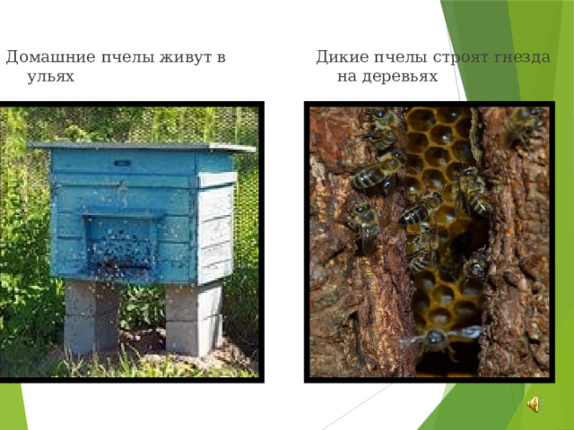 Домашние пчелы живут в ульях Дикие пчелы строят гнезда на деревьях 