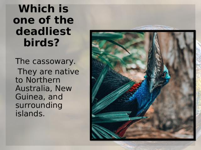 Which is one of the deadliest birds? The cassowary.  They are native to Northern Australia, New Guinea, and surrounding islands.  