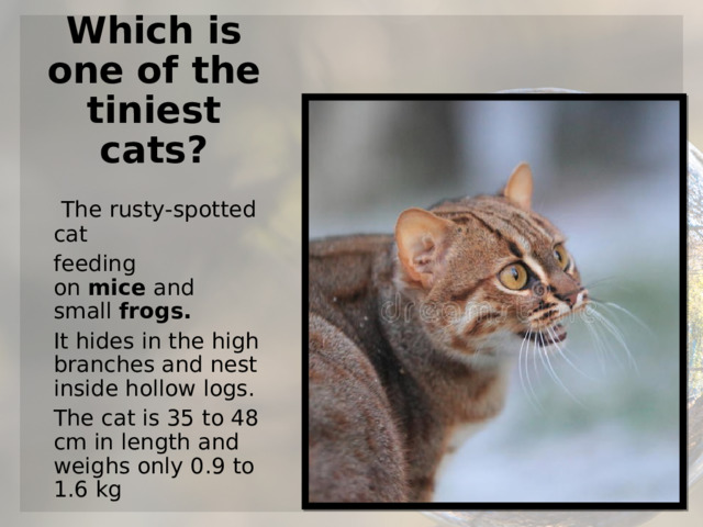   Which is one of the tiniest cats?   The rusty-spotted cat feeding on  mice  and small  frogs. It hides in the high branches and nest inside hollow logs. The cat is 35 to 48 cm in length and weighs only 0.9 to 1.6 kg 