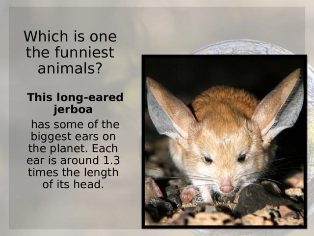       Which is one the funniest animals?   This long-eared jerboa  has some of the biggest ears on the planet. Each ear is around 1.3 times the length of its head. 
