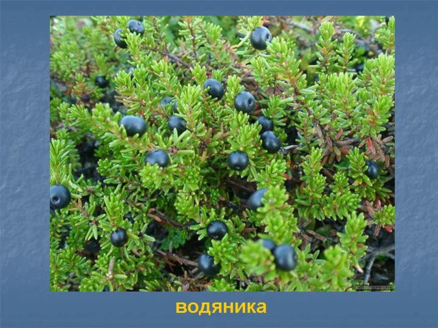 10/28/22 Почвы в тундрах маломощные и бедные питатель­ными веществами, часто с голубовато-сизым (глее­вым) переходным горизонтом. В понижениях релье­фа появляются тундрово-болотные почвы с торфяным горизонтом.  