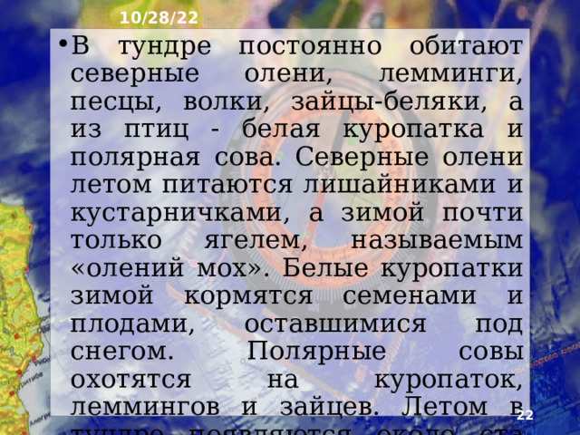 10/28/22 10. Животный мир В арктических пустынях преоблада­ют животные, которых кормит море, - белые медведи и привлекаемые обилием планктона и рыбы птицы. Чистики, кайры, малые гагарки, многие другие птицы гнездятся летом на скалистых берегах, образуя птичьи базары. Водятся в Арктике и песцы, сопровождающие белого медведя во время его охоты на тюленей.  