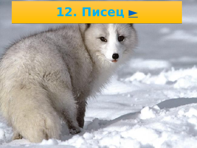 11. Волки ► 10/28/22 2. .  