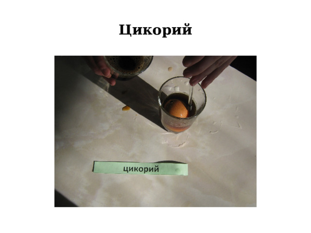 Цикорий 
