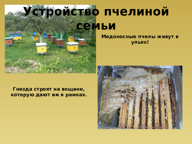 Устройство пчелиной семьи Медоносные пчелы живут в ульях! Гнезда строят на вощине, которую дают им в рамках. 