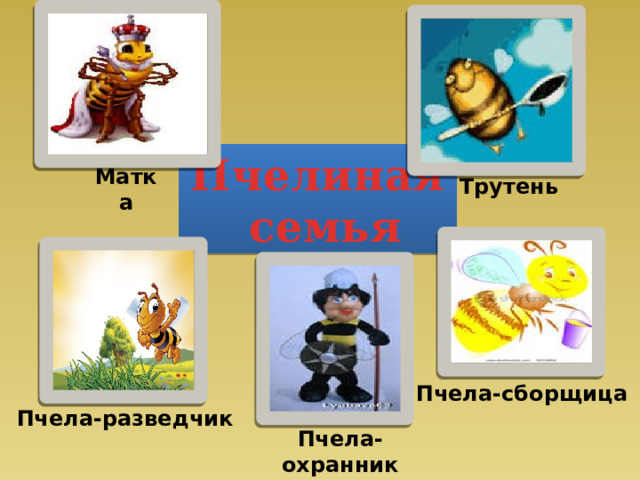 Пчелиная семья Матка Трутень Пчела-сборщица Пчела-разведчик Пчела-охранник 