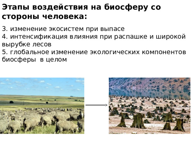 Этапы воздействия на биосферу со стороны человека: 3. изменение экосистем при выпасе 4. интенсификация влияния при распашке и широкой вырубке лесов 5. глобальное изменение экологических компонентов биосферы в целом 