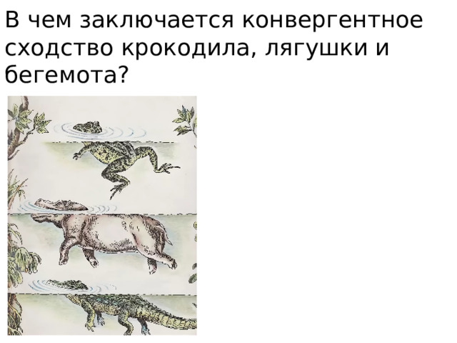В чем заключается конвергентное сходство крокодила, лягушки и бегемота? 