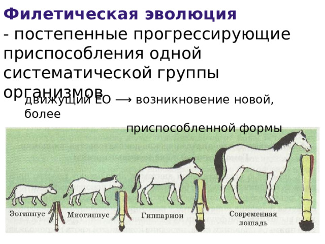 Филетическая эволюция - постепенные прогрессирующие приспособления одной систематической группы организмов движущий ЕО ⟶ возникновение новой, более  приспособленной формы 