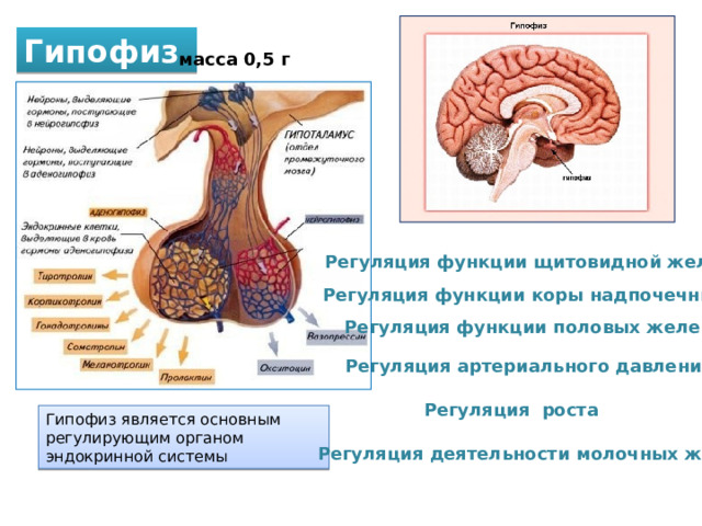 Гипофиз масса 0,5 г Регуляция функции щитовидной железы Регуляция функции коры надпочечников Регуляция функции половых желез Регуляция артериального давления Регуляция роста Гипофиз является основным регулирующим органом эндокринной системы Регуляция деятельности молочных желёз 