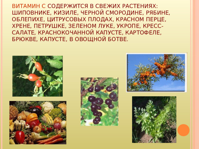 ВИТАМИН С СОДЕРЖИТСЯ В СВЕЖИХ РАСТЕНИЯХ: ШИПОВНИКЕ, КИЗИЛЕ, ЧЕРНОЙ СМОРОДИНЕ, РЯБИНЕ, ОБЛЕПИХЕ, ЦИТРУСОВЫХ ПЛОДАХ, КРАСНОМ ПЕРЦЕ, ХРЕНЕ, ПЕТРУШКЕ, ЗЕЛЕНОМ ЛУКЕ, УКРОПЕ, КРЕСС-САЛАТЕ, КРАСНОКОЧАННОЙ КАПУСТЕ, КАРТОФЕЛЕ, БРЮКВЕ, КАПУСТЕ, В ОВОЩНОЙ БОТВЕ. 