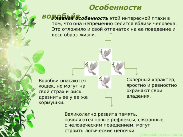  Особенности воробьёв Главная особенность этой интересной птахи в том, что она непременно селится вблизи человека. Это отложило и свой отпечаток на ее поведение и весь образ жизни. Скверный характер, яростно и ревностно охраняют свои владения. Воробьи опасаются кошек, но могут на свой страх и риск дразнить ее у ее же кормушки. Великолепно развита память, появляются новые рефлексы, связанные с человеческим поведением, могут строить логические цепочки. 