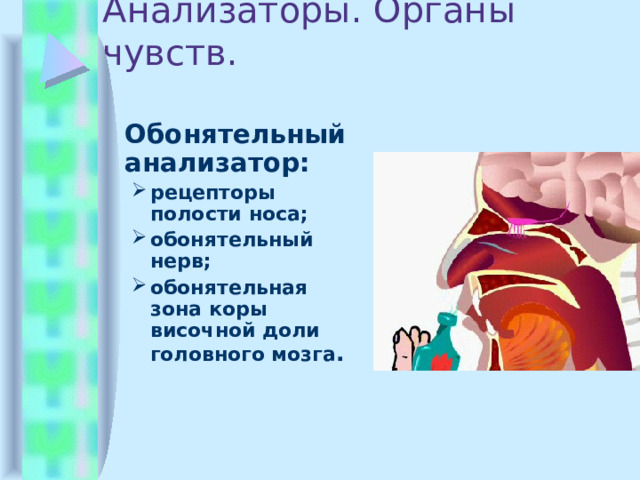 Анализаторы. Органы чувств.  Обонятельный анализатор: рецепторы полости носа; обонятельный нерв; обонятельная зона коры височной доли головного мозга . рецепторы полости носа; обонятельный нерв; обонятельная зона коры височной доли головного мозга . 