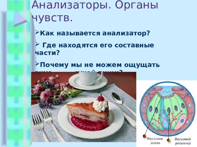 Анализаторы. Органы чувств. Как называется анализатор?  Где находятся его составные части? Почему мы не можем ощущать вкус  сухой пищи? 