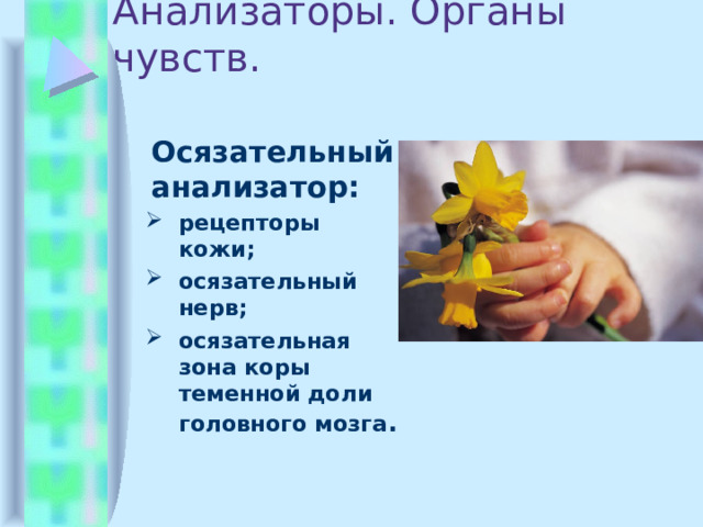Анализаторы. Органы чувств.  Осязательный анализатор: рецепторы  кожи; осязательный нерв; осязательная зона коры теменной доли головного мозга . рецепторы  кожи; осязательный нерв; осязательная зона коры теменной доли головного мозга . 