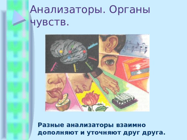 Анализаторы. Органы чувств. Разные анализаторы взаимно дополняют и уточняют друг друга. 