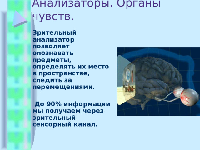 Анализаторы. Органы чувств.  Зрительный анализатор позволяет опознавать предметы, определять их место в пространстве,  следить за перемещениями.   До 90% информации мы получаем через зрительный сенсорный канал. 
