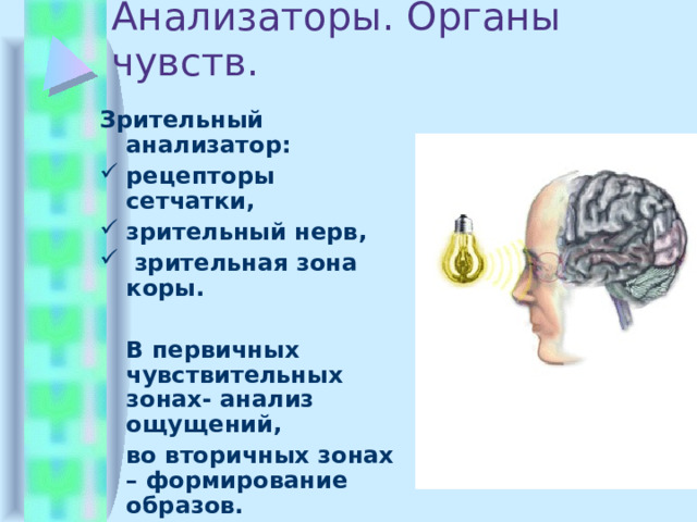 Анализаторы. Органы чувств. Зрительный анализатор: рецепторы сетчатки, зрительный нерв,  зрительная зона коры.   В первичных чувствительных зонах- анализ ощущений,  во вторичных зонах – формирование образов. 