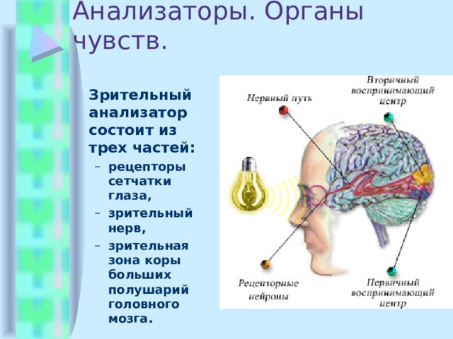 Анализаторы. Органы чувств.  Зрительный анализатор состоит из трех частей: рецепторы сетчатки глаза, зрительный нерв, зрительная зона коры больших полушарий головного мозга. рецепторы сетчатки глаза, зрительный нерв, зрительная зона коры больших полушарий головного мозга. 