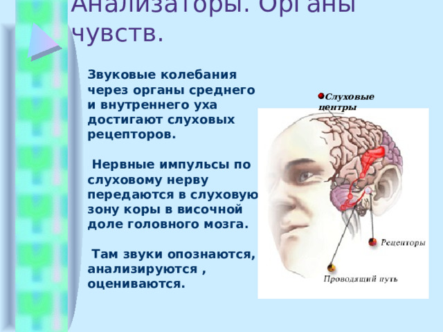 Анализаторы. Органы чувств.  Звуковые колебания через органы среднего и внутреннего уха достигают слуховых рецепторов.   Нервные импульсы по слуховому нерву передаются в слуховую зону коры в височной доле головного мозга.   Там звуки опознаются, анализируются , оцениваются. Слуховые  центры 