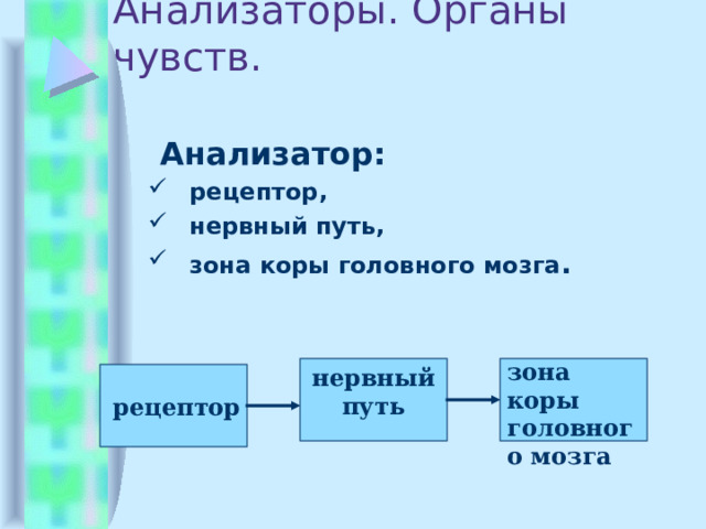 Анализаторы. Органы чувств.  Анализатор: рецептор, нервный путь, зона коры головного мозга . рецептор, нервный путь, зона коры головного мозга . зона коры головного мозга нервный путь рецептор 
