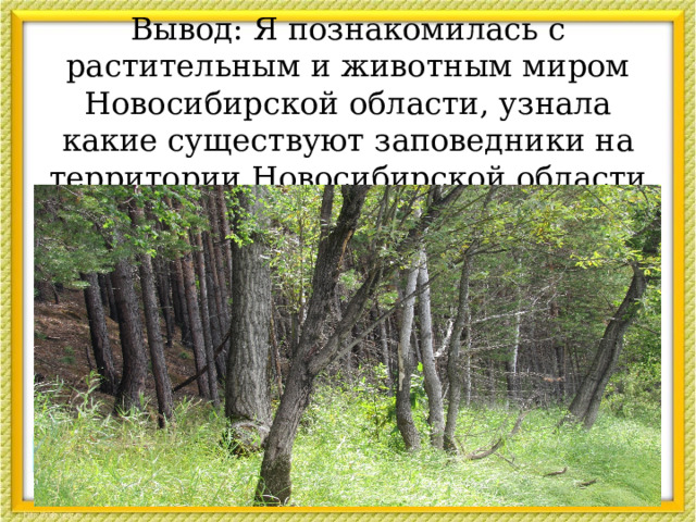  Вывод: Я познакомилась с растительным и животным миром Новосибирской области, узнала какие существуют заповедники на территории Новосибирской области  