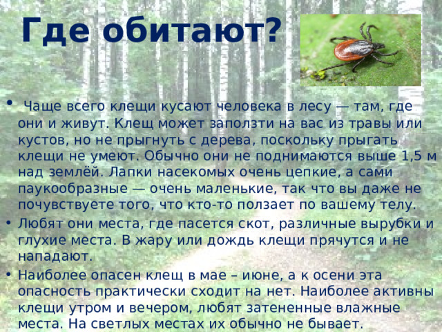 Где обитают?  Чаще всего клещи кусают человека в лесу — там, где они и живут. Клещ может заползти на вас из травы или кустов, но не прыгнуть с дерева, поскольку прыгать клещи не умеют. Обычно они не поднимаются выше 1,5 м над землёй. Лапки насекомых очень цепкие, а сами паукообразные — очень маленькие, так что вы даже не почувствуете того, что кто-то ползает по вашему телу. Любят они места, где пасется скот, различные вырубки и глухие места. В жару или дождь клещи прячутся и не нападают. Наиболее опасен клещ в мае – июне, а к осени эта опасность практически сходит на нет. Наиболее активны клещи утром и вечером, любят затененные влажные места. На светлых местах их обычно не бывает. 