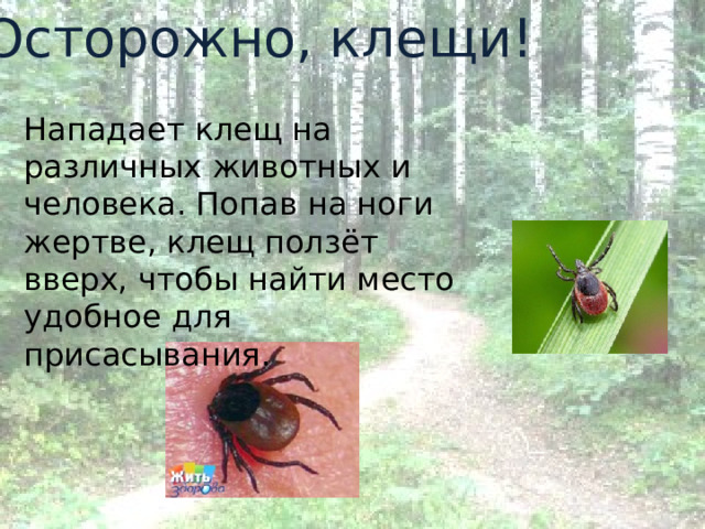 Осторожно, клещи! Нападает клещ на различных животных и человека. Попав на ноги жертве, клещ ползёт вверх, чтобы найти место удобное для присасывания. 