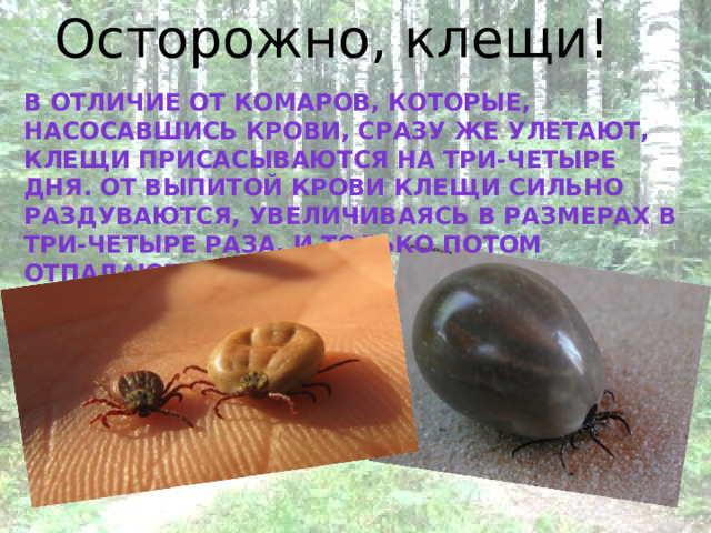 Осторожно, клещи! В отличие от комаров, которые, насосавшись крови, сразу же улетают, клещи присасываются на три-четыре дня. От выпитой крови клещи сильно раздуваются, увеличиваясь в размерах в три-четыре раза, и только потом отпадают . 