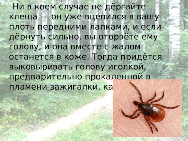  Ни в коем случае не дёргайте клеща — он уже вцепился в вашу плоть передними лапками, и если дёрнуть сильно, вы оторвёте ему голову, и она вместе с жалом останется в коже. Тогда придётся выковыривать голову иголкой, предварительно прокаленной в пламени зажигалки, как занозу. 