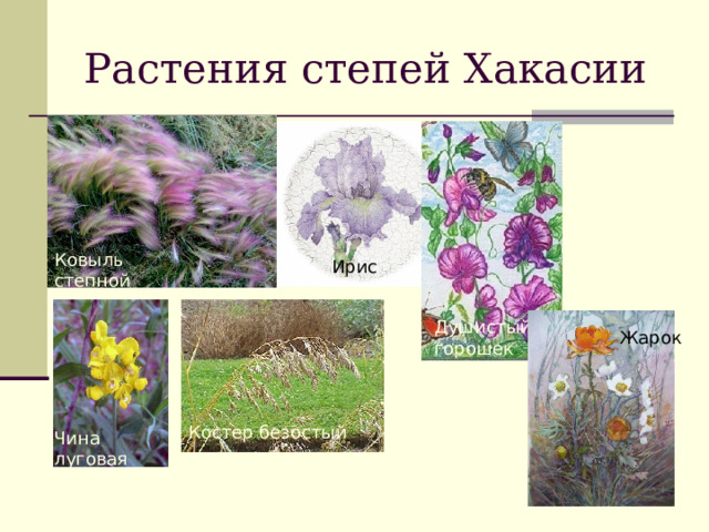 Растения степей Хакасии Ковыль степной  Ирис Душистый горошек  Жарок Костер безостый  Чина луговая  