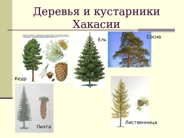 Деревья и кустарники Хакасии Сосна  Ель Кедр  Сосна  Лиственница Пихта 