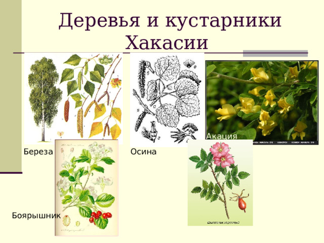 Деревья и кустарники Хакасии Акация  Береза  Осина  Боярышник 