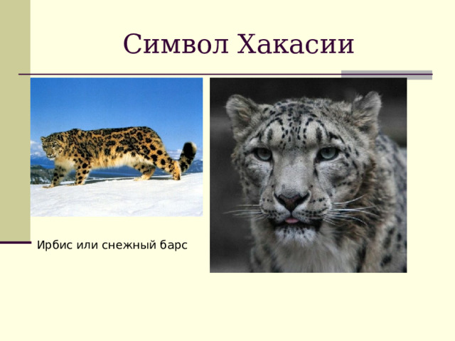 Символ Хакасии Ирбис или снежный барс 