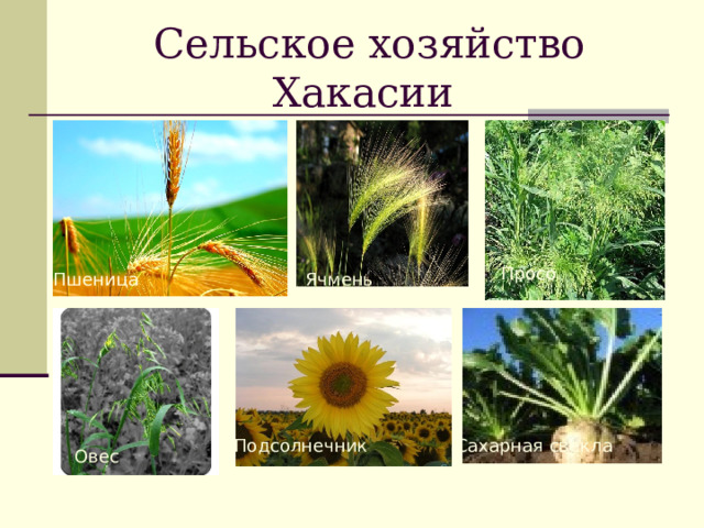 Сельское хозяйство Хакасии Просо Пшеница  Ячмень  Подсолнечник  Сахарная свекла  Овес  