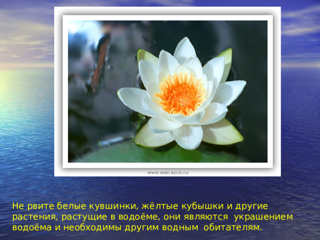 Не рвите белые кувшинки, жёлтые кубышки и другие растения, растущие в водоёме, они являются украшением водоёма и необходимы другим водным обитателям. 