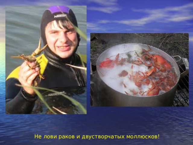 Не лови раков и двустворчатых моллюсков! 
