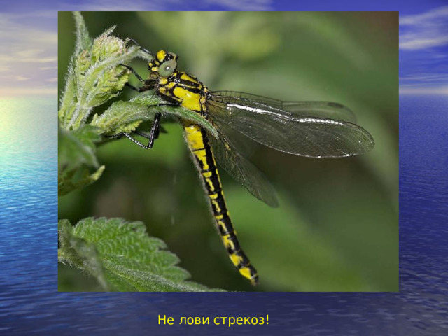 Не лови стрекоз! 