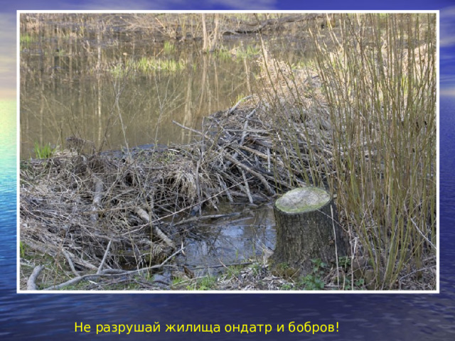 Не разрушай жилища ондатр и бобров! 
