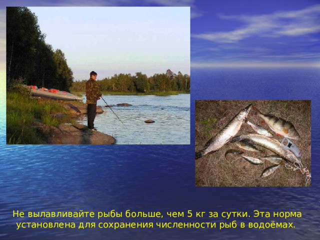Не вылавливайте рыбы больше, чем 5 кг за сутки. Эта норма установлена для сохранения численности рыб в водоёмах. 