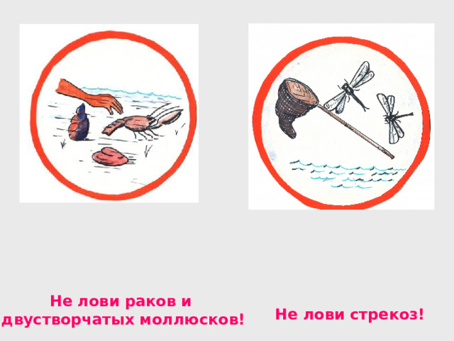 Не лови раков и двустворчатых моллюсков! Не лови стрекоз! 