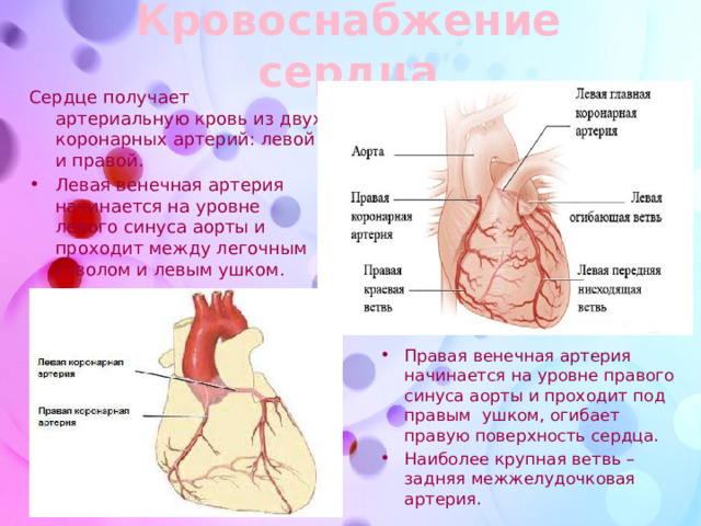 Кровоснабжение сердца Сердце получает артериальную кровь из двух коронарных артерий: левой и правой. Левая венечная артерия начинается на уровне левого синуса аорты и проходит между легочным стволом и левым ушком. Делится на две ветви: переднюю межжелудочковую и огибающую. Правая венечная артерия начинается на уровне правого синуса аорты и проходит под правым ушком, огибает правую поверхность сердца. Наиболее крупная ветвь – задняя межжелудочковая артерия. 