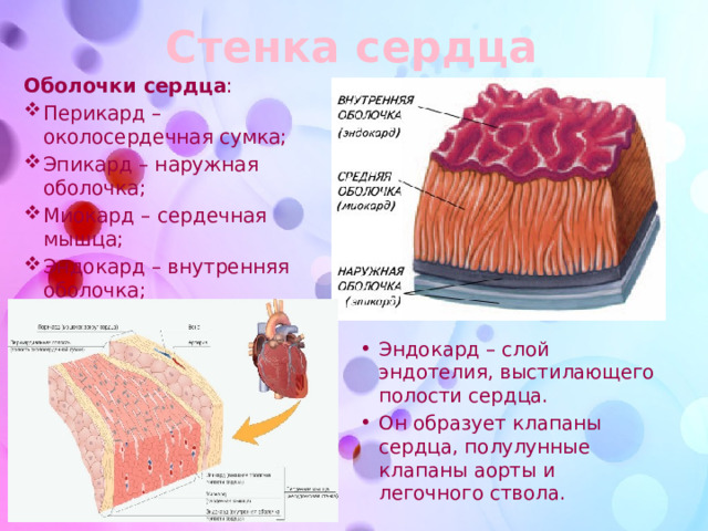 Стенка сердца Оболочки сердца : Перикард – околосердечная сумка; Эпикард – наружная оболочка; Миокард – сердечная мышца; Эндокард – внутренняя оболочка; Эндокард – слой эндотелия, выстилающего полости сердца. Он образует клапаны сердца, полулунные клапаны аорты и легочного ствола. 