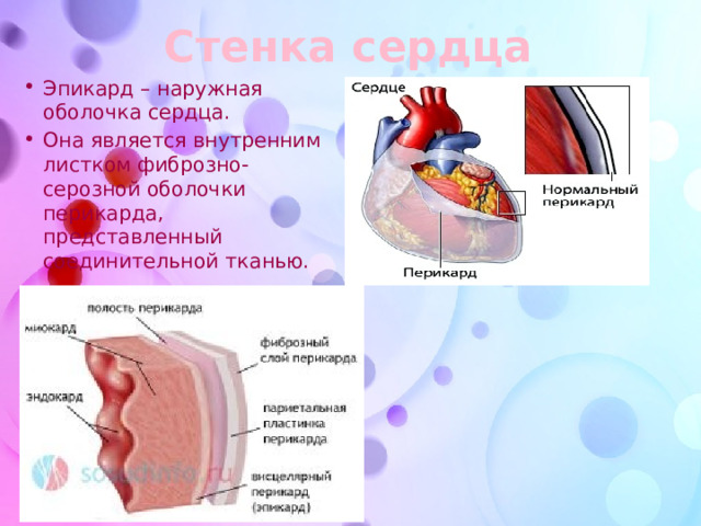 Стенка сердца Эпикард – наружная оболочка сердца. Она является внутренним листком фиброзно-серозной оболочки перикарда, представленный соединительной тканью. 