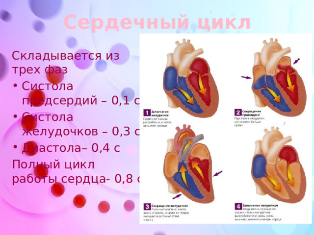 Сердечный цикл Складывается из трех фаз Систола предсердий – 0,1 с Систола желудочков – 0,3 с Диастола– 0,4 с Полный цикл работы сердца- 0,8 с 