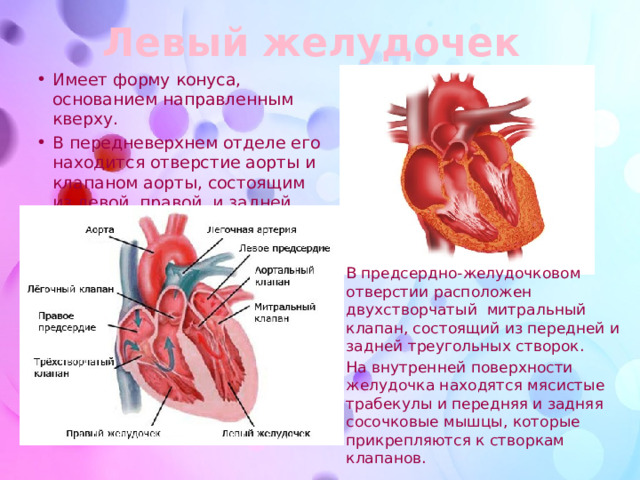Левый желудочек Имеет форму конуса, основанием направленным кверху. В передневерхнем отделе его находится отверстие аорты и клапаном аорты, состоящим из левой, правой и задней полулунных заслонок. В предсердно-желудочковом отверстии расположен двухстворчатый митральный клапан, состоящий из передней и задней треугольных створок. На внутренней поверхности желудочка находятся мясистые трабекулы и передняя и задняя сосочковые мышцы, которые прикрепляются к створкам клапанов. 